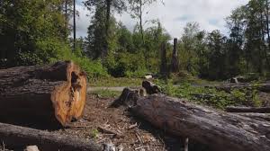 Reliable Milledgeville, IL Tree Services Solutions