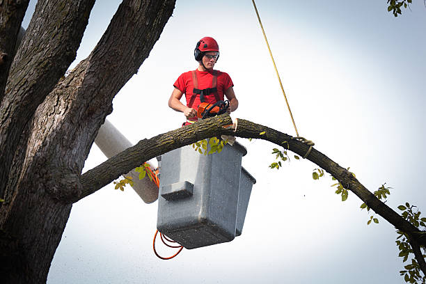 How Our Tree Care Process Works  in  Milledgeville, IL